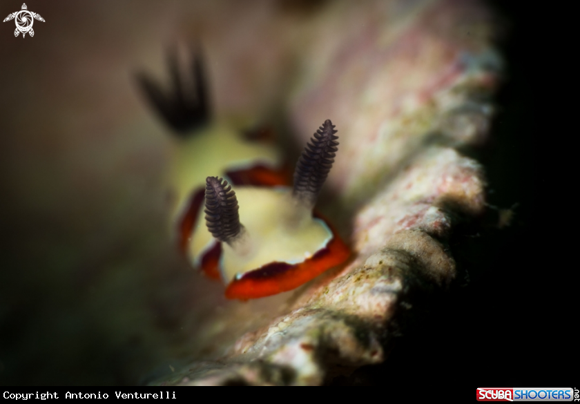 A Chromodoris fidelis nudibranch