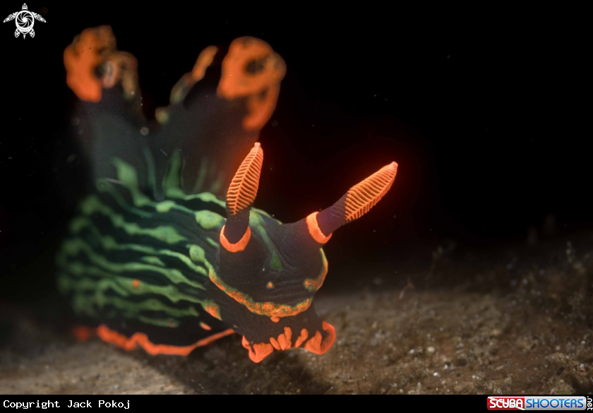 A Nembrotha kubaryana
