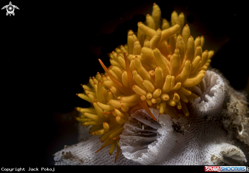 A Phestilla melanobrachia