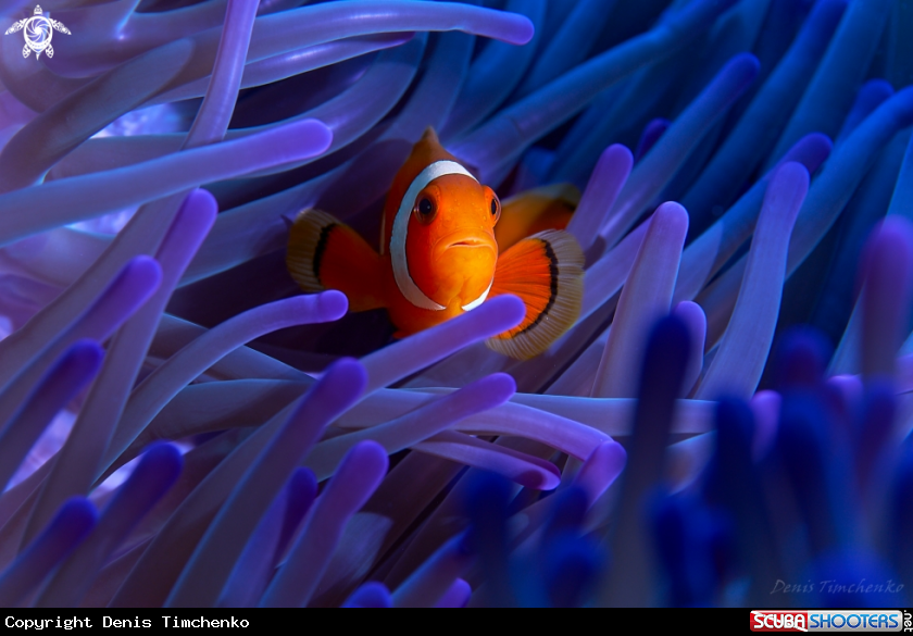 A CLOWN FISH