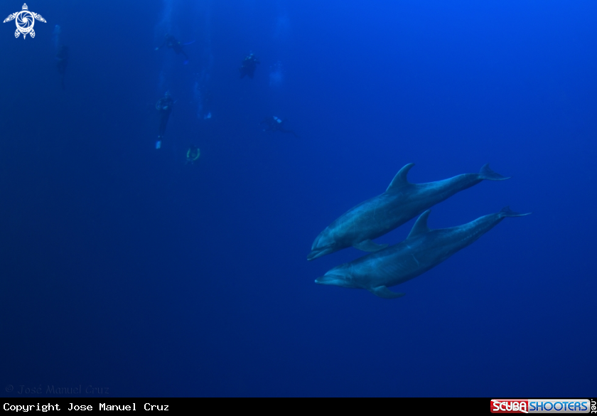 A Bottlenose dolphin