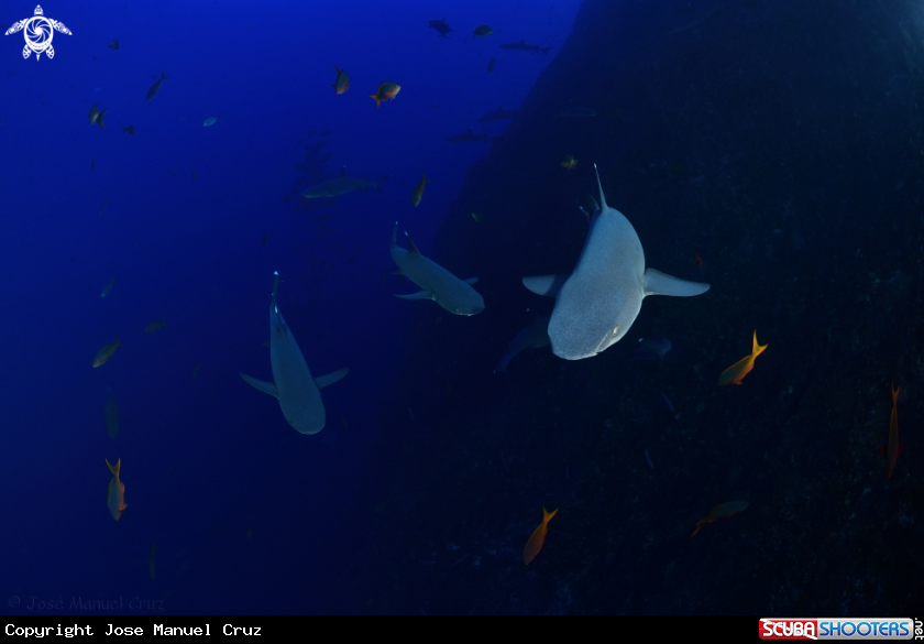 A Whitetip reef shark