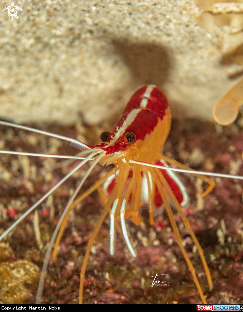 A Caribbean cleaner shrimp