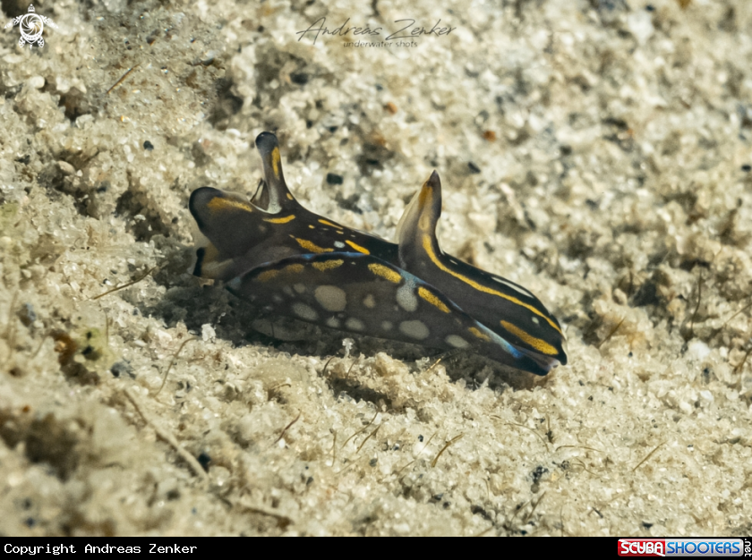 A Showy Headshield Slug
