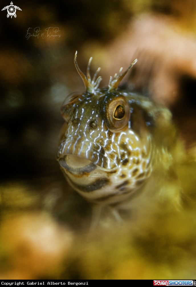 A amigo blenny