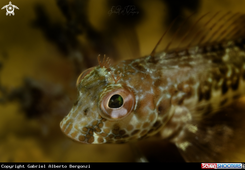 A blenny