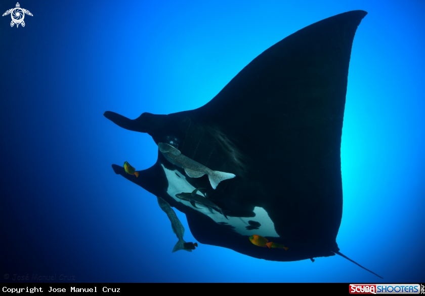 A Giant manta