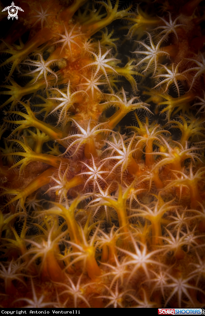 A Soft corals