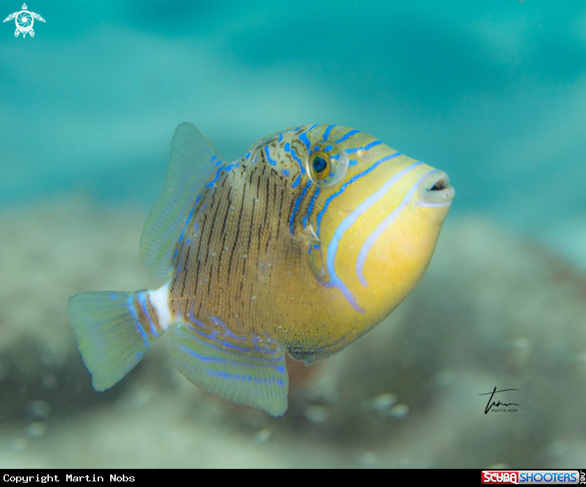 A Queen triggerfish juvenile