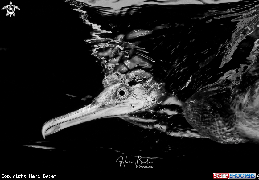 A socotra cormorant