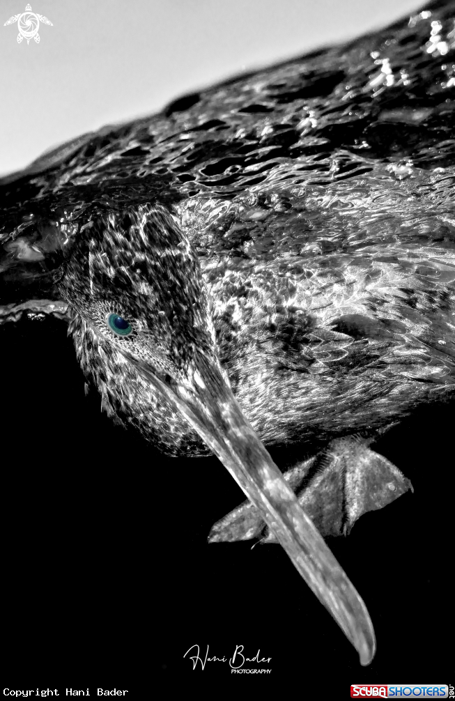 A socotra cormorant