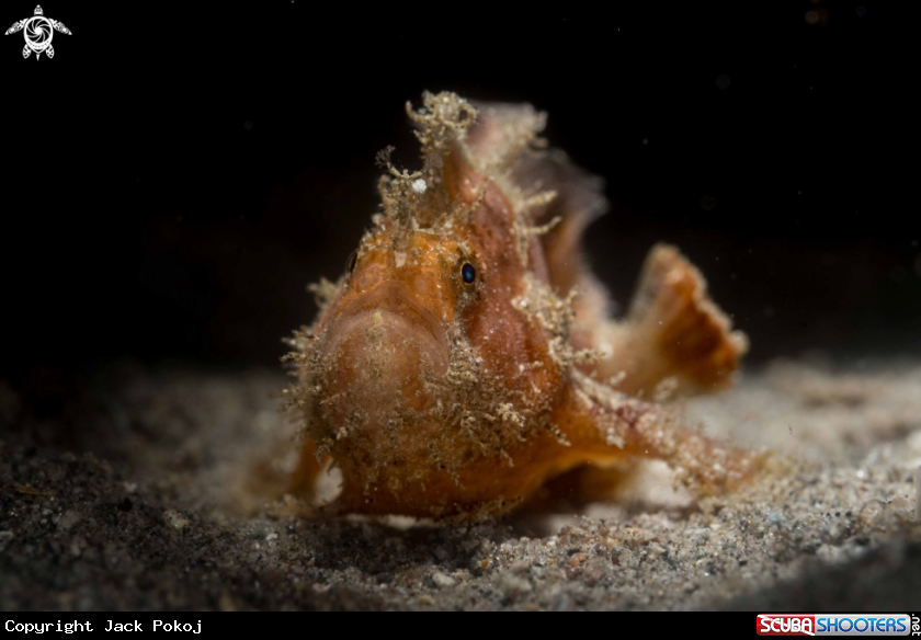 A Abantennarius nummifer