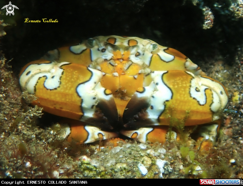 A Squatina squatina