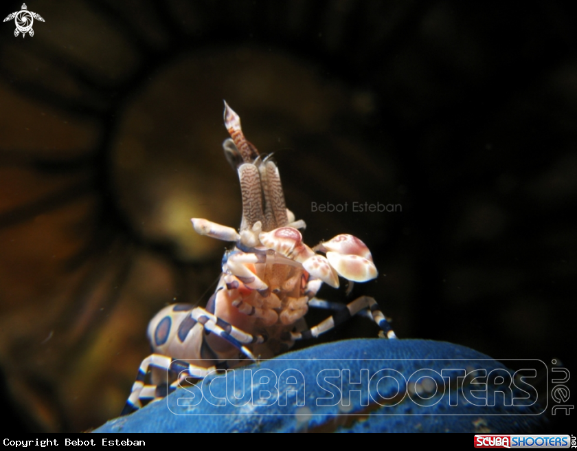 A Harlequin Shrimp