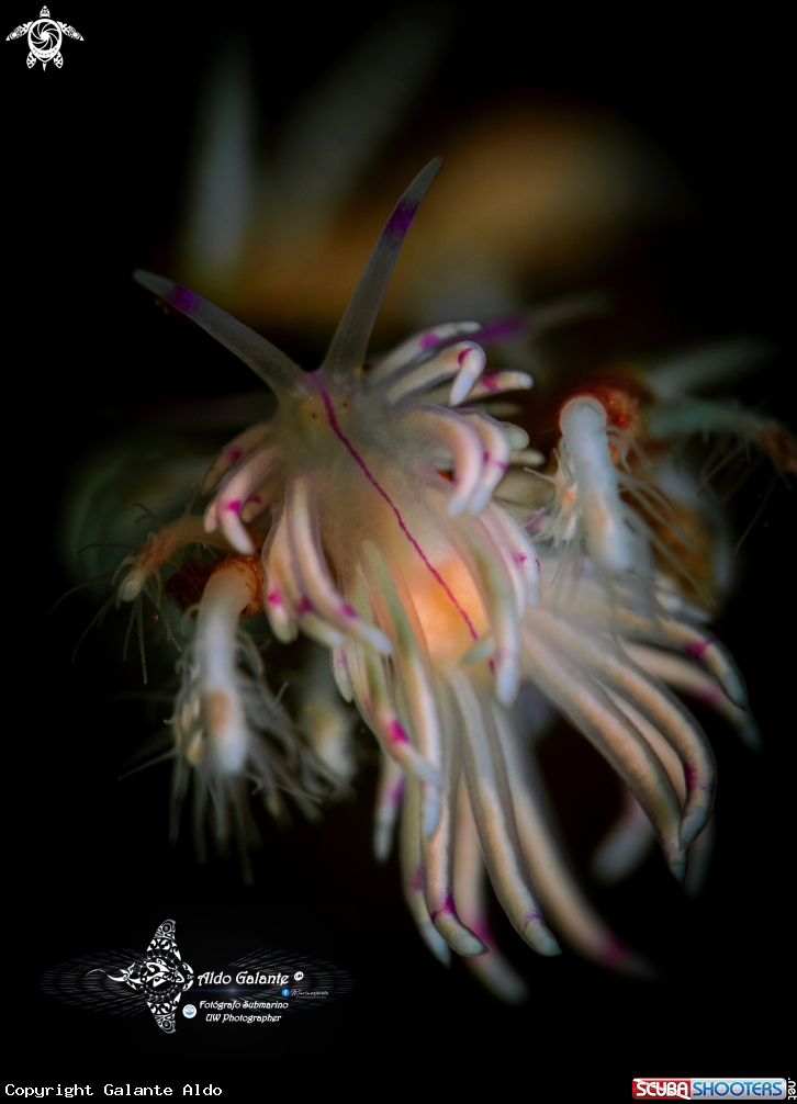 A Nudibranch