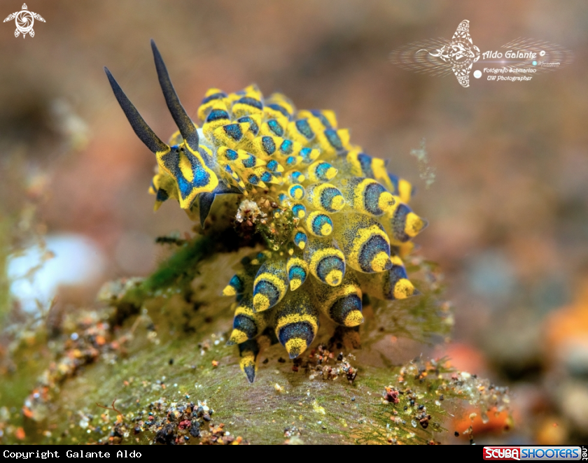 A Nudibranch