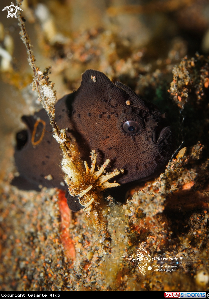 A Ocellated Frogfish
