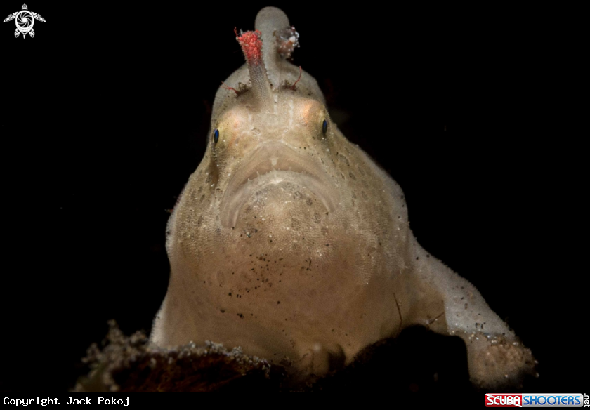 A Painted Frogfish