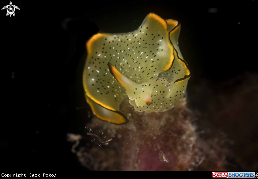A Elysia marginata