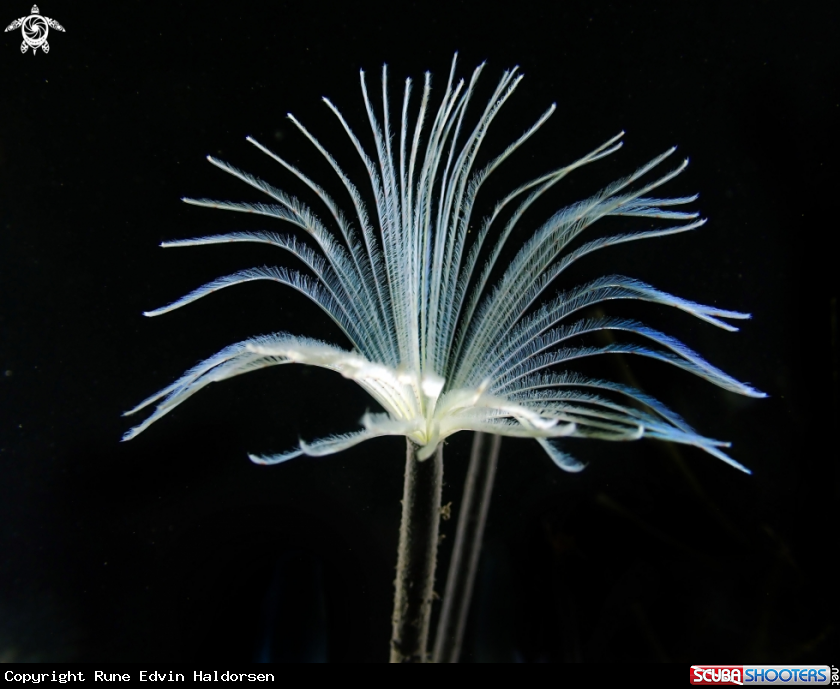 A Fanworm
