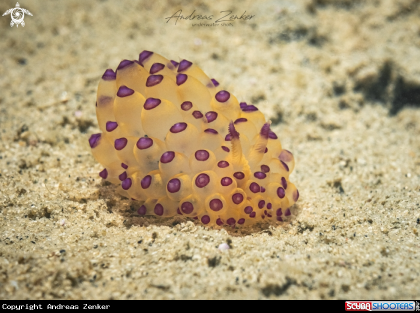 A Purple-tipped janolus