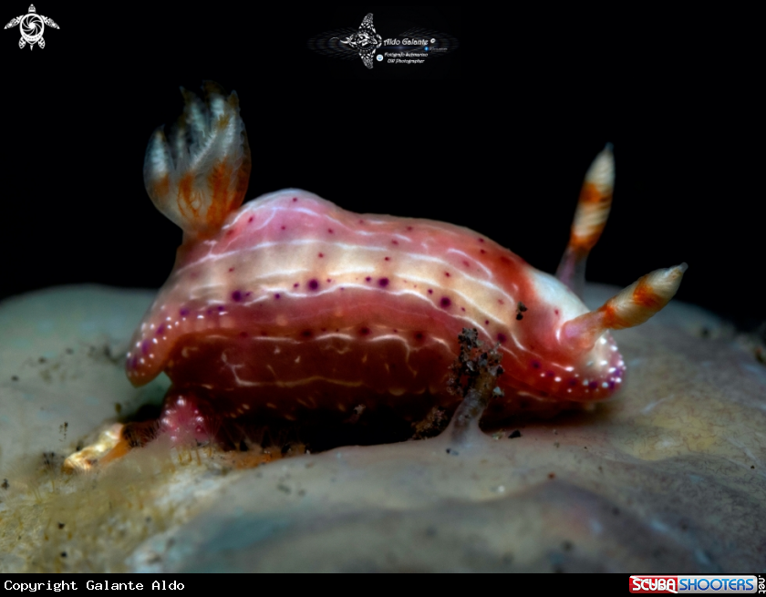 A Nudibranch