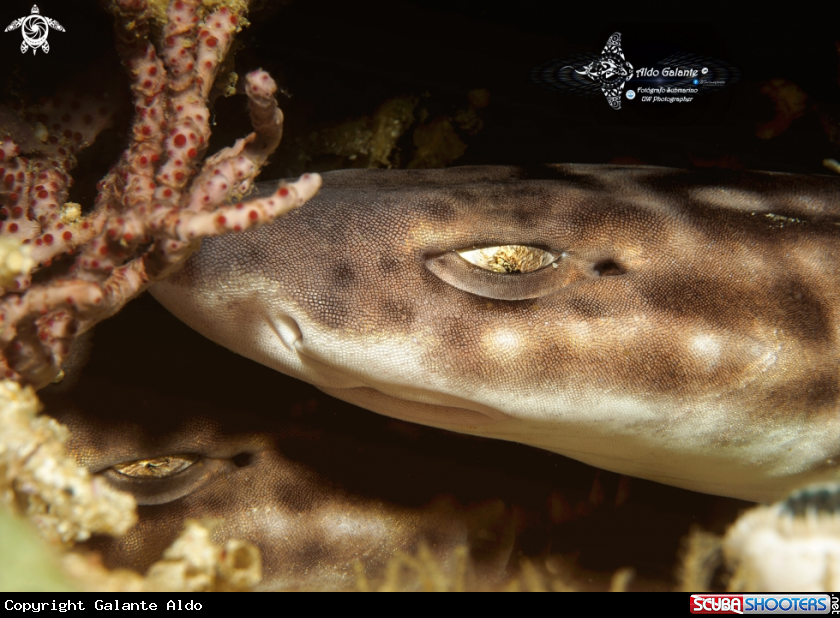 A Coral Catshark 