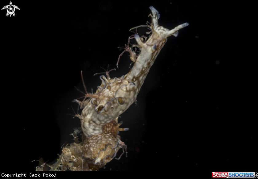 A Aplysia nigrocincta