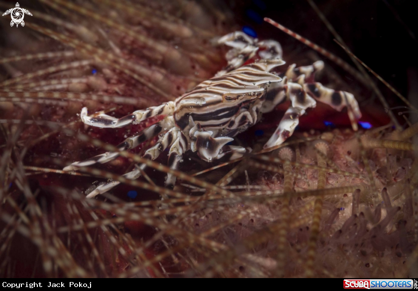 A Zebra Urchin Crab