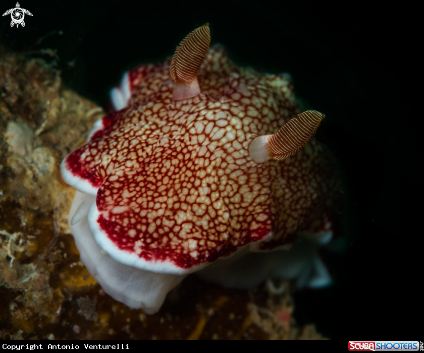 A Goniobranchus reticulata nudibranch