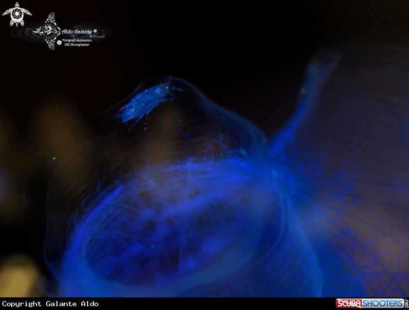 A Blue Tunicate (3-4 cm.)