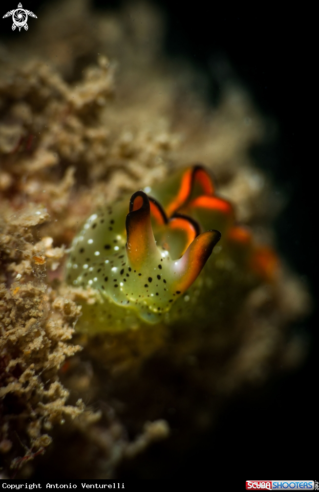 A Elysia ornata nudibranch