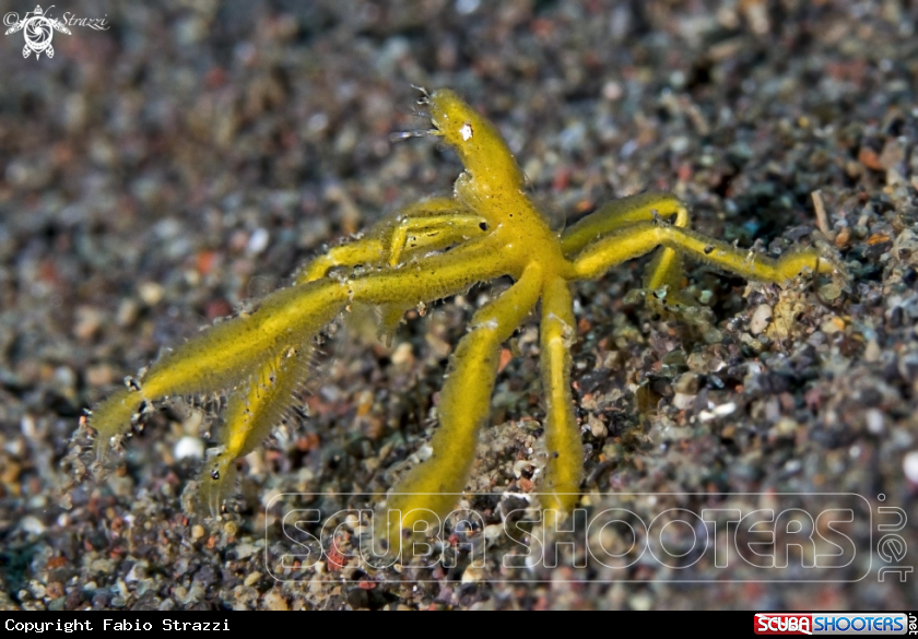 A KIng Kong Crab