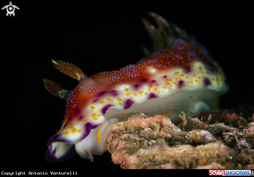A Goniobranchus collingwoodi nudibranch
