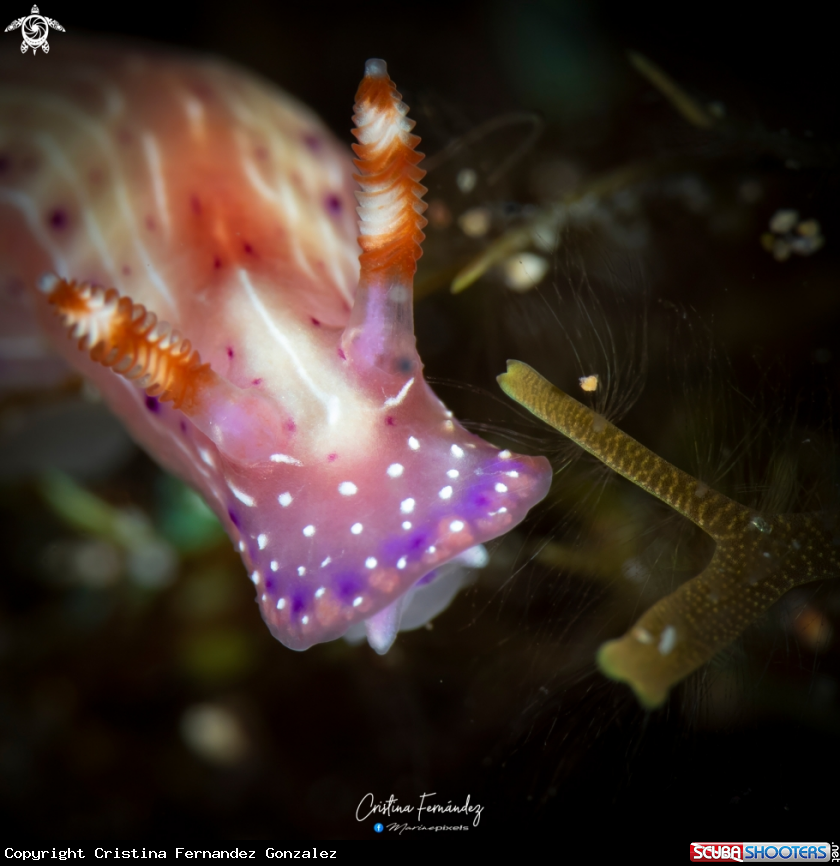 A Nudibranch