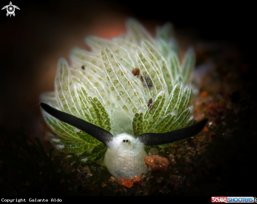 A Usagi Sea Slug (3 mm - 0.11 inch) 