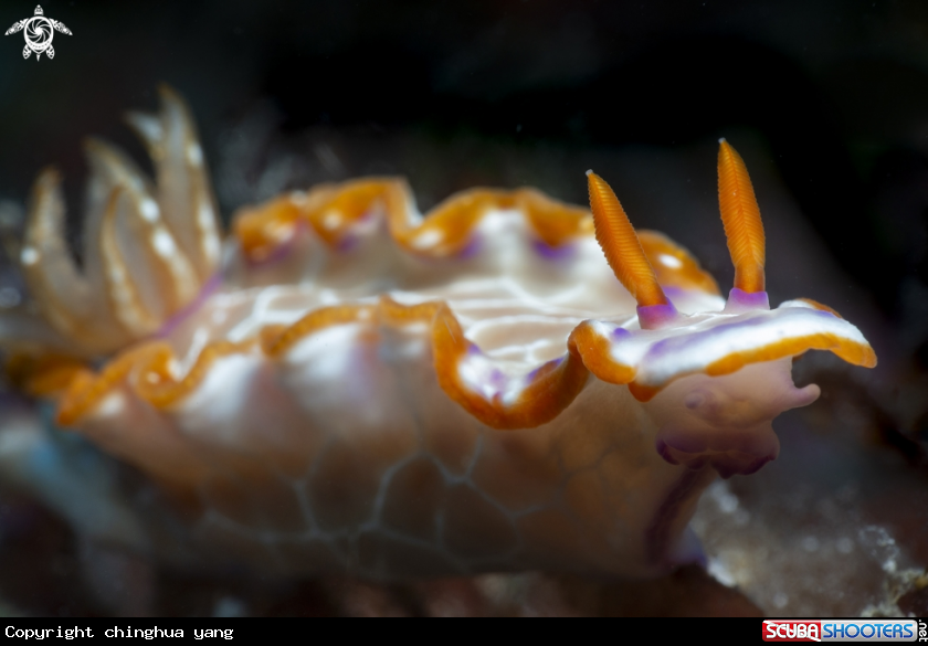 A nudibrach