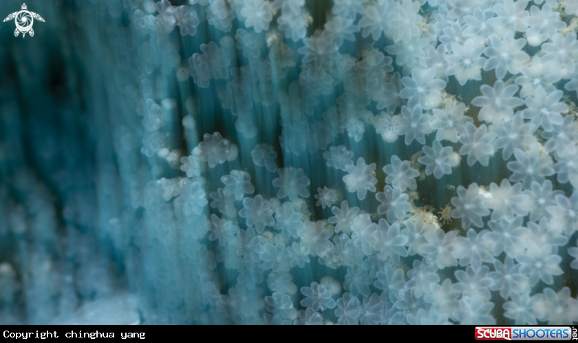 A coral