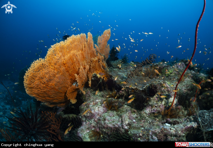 A gogonian