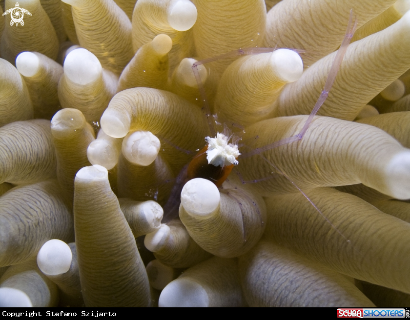A underwater creature