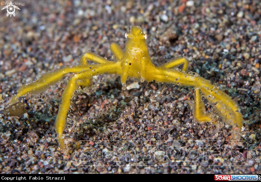 A KIng Kong Crab