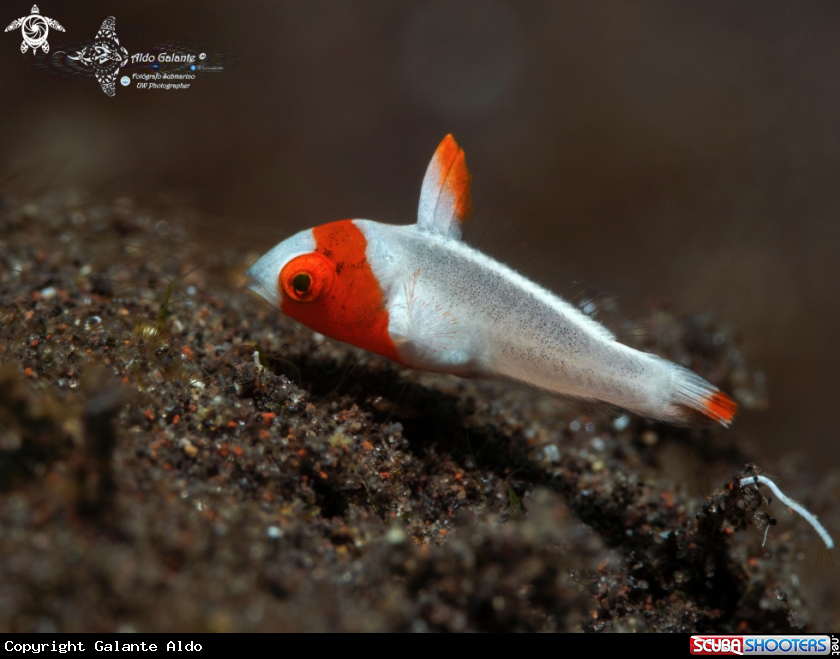 A Bicolor Parrotfish Juvenil. (1 inch/2.5 cm)