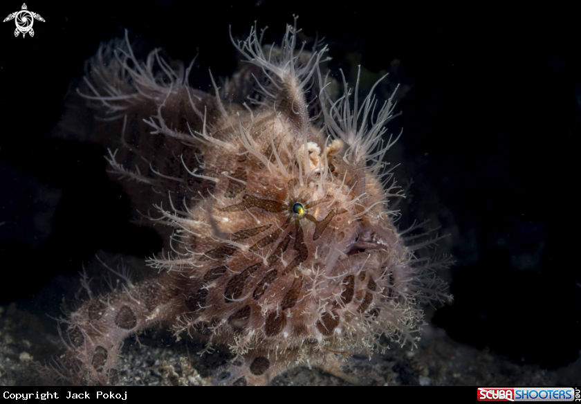 A Hairy Frogfish