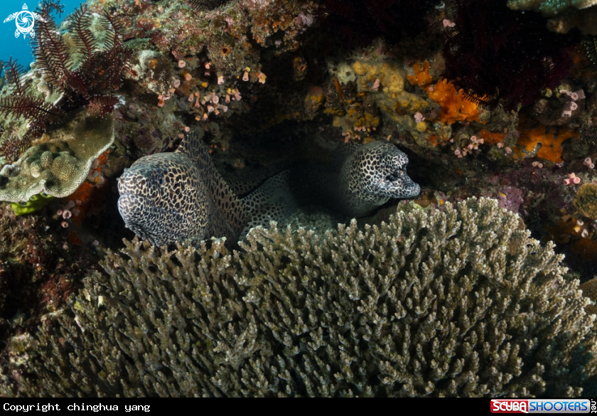 A moray eel