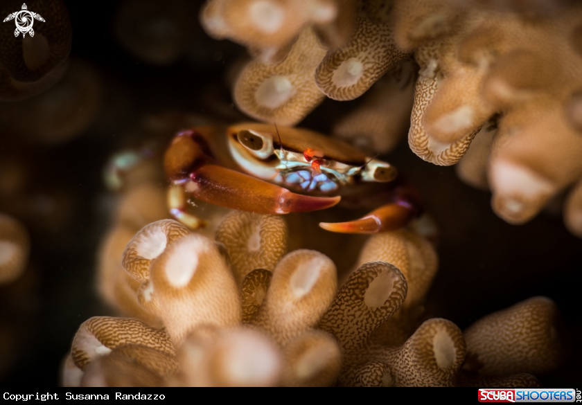 A Coral crab
