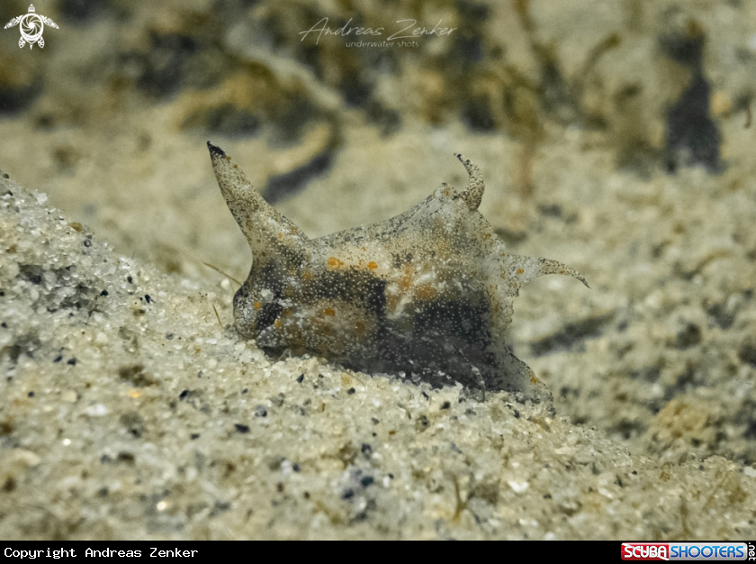 A Doublehorned Batwing Slug 
