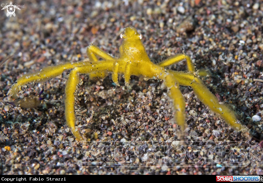 A KIng Kong Crab