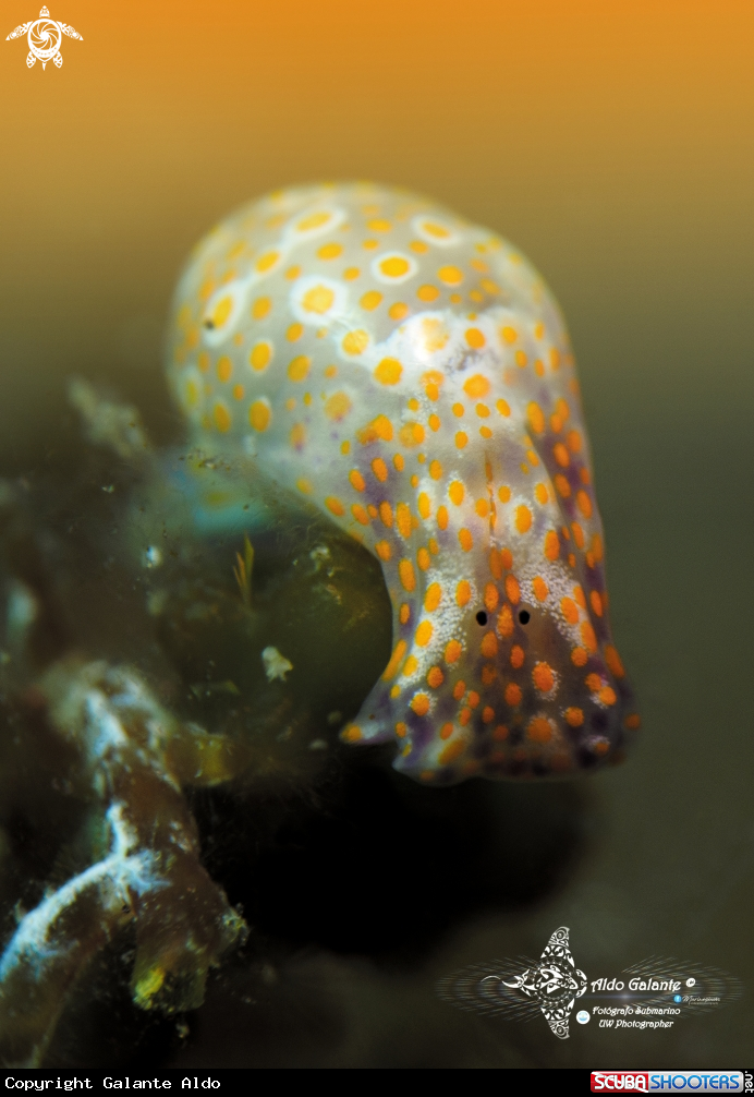 A Sea Snail / Bubble Snail