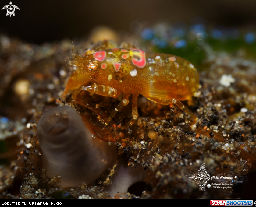 A Ascidian Shrimp Size: 0