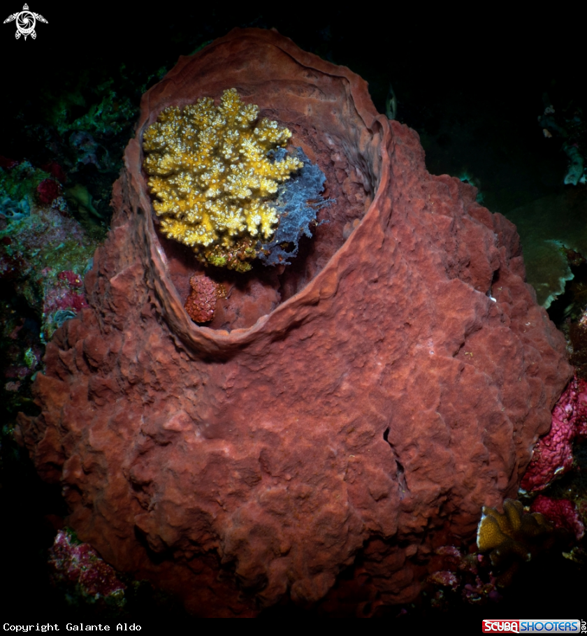 A Barrel Sponge